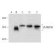 ZFAND2B Antibody (A-1) - Western Blotting - Image 300603 