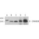 ZFAND2B Antibody (A-1) - Western Blotting - Image 376396