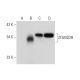ZFAND2B Antibody (D-10) - Western Blotting - Image 303367
