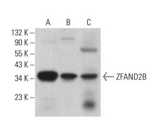 ZFAND2B Antibody (D-10) - Western Blotting - Image 376397 