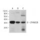 ZFAND2B Antibody (D-10) - Western Blotting - Image 376397 