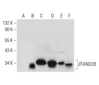 ZFAND2B Antibody (D-2) - Western Blotting - Image 300162 