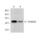 ZFAND2B Antibody (D-2) - Western Blotting - Image 376395