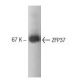 ZFP37 Antibody (15) - Western Blotting - Image 133345