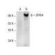 ZFP64 Antibody (C-3) - Western Blotting - Image 154041
