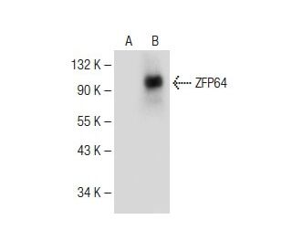ZFP64 Antibody (F-3) - Western Blotting - Image 149622