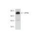 ZFP96 Antibody (A-6) - Western Blotting - Image 333488