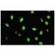 ZFYVE19 Antibody (J-24) - Immunofluorescence - Image 35776 