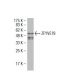 ZFYVE19 Antibody (J-24) - Western Blotting - Image 34418 