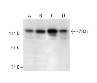 ZHX1 Antibody (E-6) - Western Blotting - Image 318064 