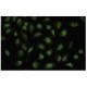 ZHX2 Antibody (Z-07) - Immunofluorescence - Image 35871 