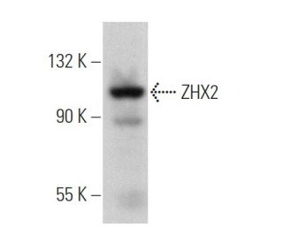 ZHX2 Antibody (D-2) - Western Blotting - Image 367441SAM Transcription Activation: SAM system utilizing dCas9-VP64, MS2-P65-HSF1, and sgRNA for precise gene transcription activation. 