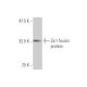 Zic1 Antibody (1A8) - Western Blotting - Image 348879