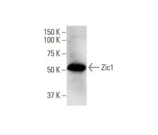 Zic1 Antibody (1A8) - Western Blotting - Image 352158 