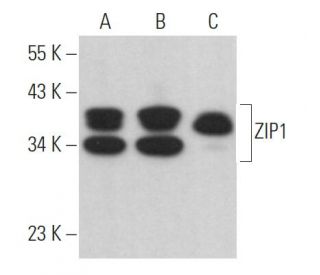 ZIP1 Antibody (F-2) - Western Blotting - Image 366884 
