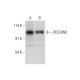 ZKSCAN2 Antibody (F-8) - Western Blotting - Image 318603