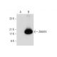 ZMAT4 Antibody (H-7) - Western Blotting - Image 317944