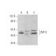 ZNF12 Antibody (F-5) - Western Blotting - Image 383953