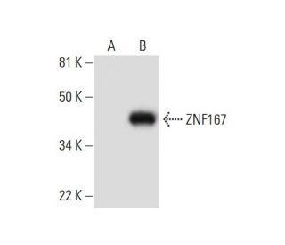 ZNF167 Antibody (E-10) - Western Blotting - Image 292013