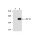 ZNF167 Antibody (E-10) - Western Blotting - Image 292013