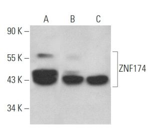 ZNF174 Antibody (C-10) - Western Blotting - Image 368950 