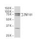 ZNF181 Antibody (16-Z) - Western Blotting - Image 34442