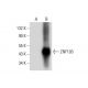 ZNF193 Antibody (G-8) - Western Blotting - Image 308083