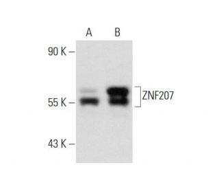 ZNF207 Antibody (E-2) - Western Blotting - Image 134994 