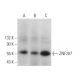 ZNF207 Antibody (E-2) - Western Blotting - Image 371287