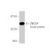 ZNF224 Antibody (2C12) - Western Blotting - Image 348882
