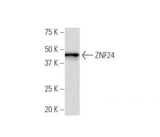 ZNF24 Antibody (25-G) - Western Blotting - Image 34445 