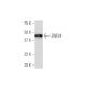 ZNF24 Antibody (25-G) - Western Blotting - Image 34445 