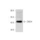 ZNF24 Antibody (25-G) - Western Blotting - Image 55897