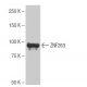 ZNF263 Antibody (8-YD33) - Western Blotting - Image 65107