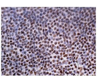 ZNF276 Antibody (G-9) - Immunohistochemistry - Image 160186 