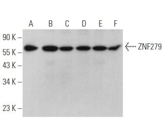 ZNF279 Antibody (F-4) - Western Blotting - Image 370134 