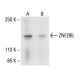 ZNF295 Antibody (D-8) - Western Blotting - Image 411086