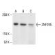 ZNF295 Antibody (D-8) - Western Blotting - Image 411087 