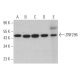 ZNF296 Antibody (C-12) - Western Blotting - Image 366824
