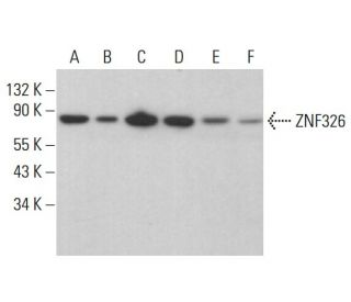 ZNF326 Antibody (F-11) - Western Blotting - Image 378047 