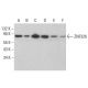 ZNF326 Antibody (F-11) - Western Blotting - Image 378047 