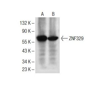 ZNF329 Antibody (C-4) - Western Blotting - Image 284976