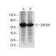 ZNF329 Antibody (C-4) - Western Blotting - Image 284976