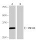 ZNF346 Antibody (LB-L12) - Western Blotting - Image 65108