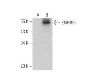 ZNF395 Antibody (C-1) - Western Blotting - Image 349095