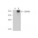 ZNF395 Antibody (C-1) - Western Blotting - Image 349095