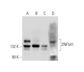 ZNF541 Antibody (E-8) - Western Blotting - Image 345923 