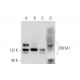 ZNF541 Antibody (E-8) - Western Blotting - Image 345923 