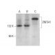 ZNF541 Antibody (E-8) - Western Blotting - Image 379696
