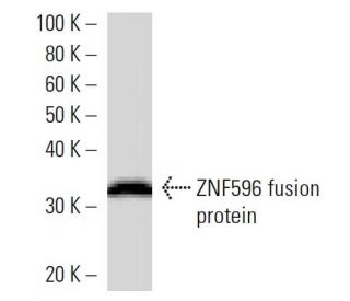 ZNF596 Antibody (3302D3a) - Western Blotting - Image 16712